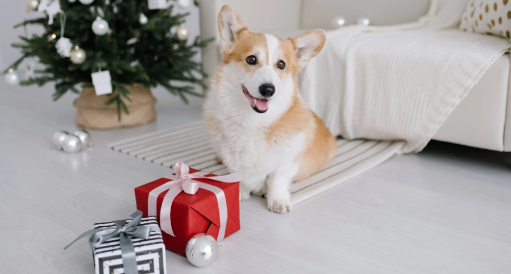 regalos de Navidad para perros